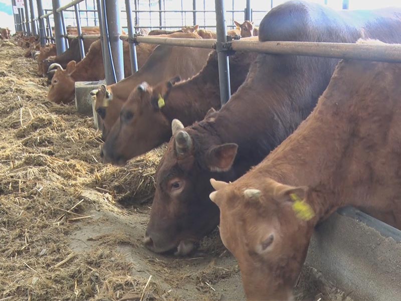 cattle feed pellet processing