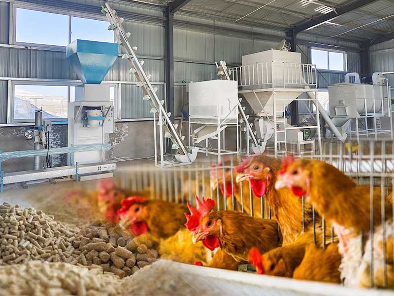 Fully automatic chicken feed pellet processing line