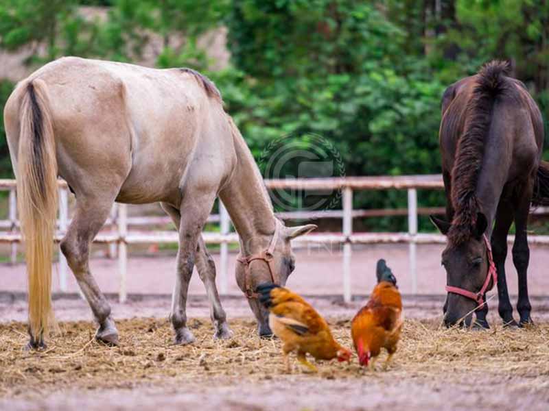 horse feed