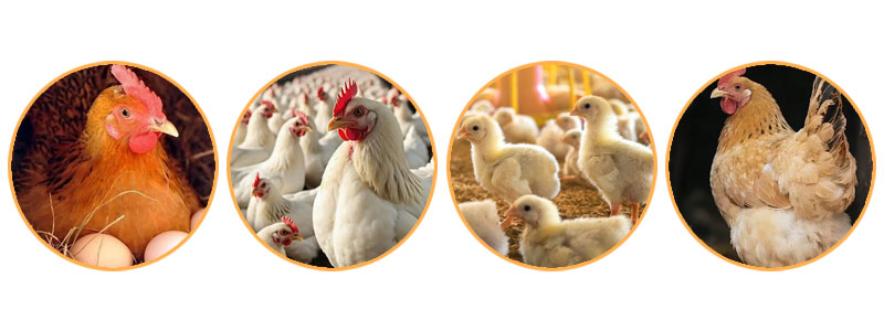 Chicken Feed Mill Turnkey Project